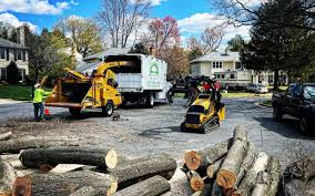 Professional Tree Removal in Holiday Shores, IL