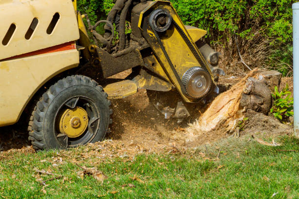 Best Root Management and Removal  in Holiday Shores, IL