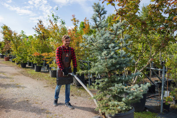 Best Leaf Removal  in Holiday Shores, IL